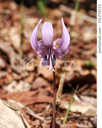 Landscape with dogtooth violet flowers Landscape with dogtooth violet flowers 102259215