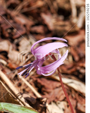 Landscape with dogtooth violet flowers Landscape with dogtooth violet flowers 102259216
