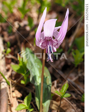 Landscape with dogtooth violet flowers 102259221