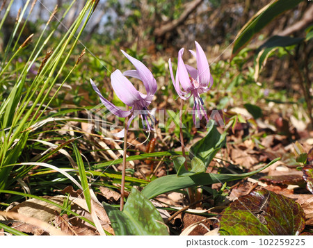 Landscape with dogtooth violet flowers 102259225