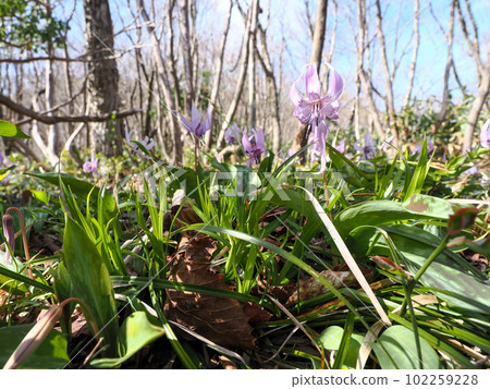 Landscape with dogtooth violet flowers 102259228