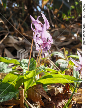 帶狗牙紫羅蘭花的風景 102259287