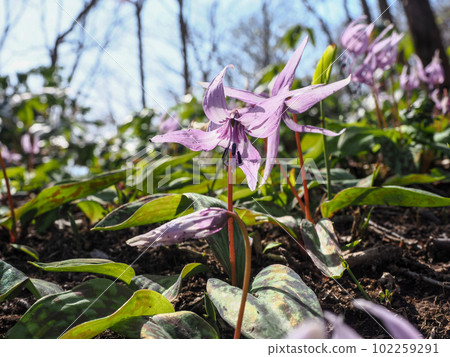 Landscape with dogtooth violet flowers Landscape with dogtooth violet flowers 102259291