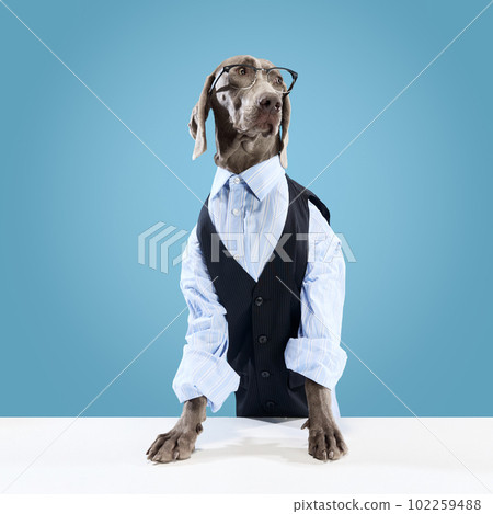 Portrait of funny Weimaraner wearing classic suit and eyeglasses posing like a model over blue studio background. Business dog 102259488