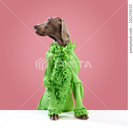 Weimaraner with brown shine fur wearing stylish clothes looking away over pink studio background. Stylish animal clothes. Side view. Weimaraner with brown shine fur wearing stylish clothes looking away over pink studio background. Stylish animal clothes. Side view. 102259525