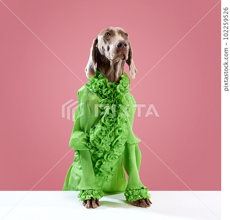 Weimaraner hotsell in clothes