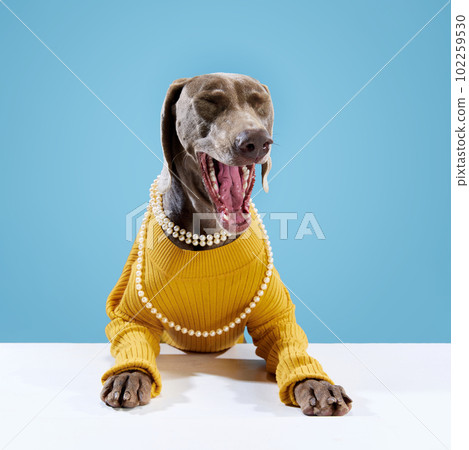 Portrait of cute Weimaraner dog, with brown fur in funny clothes and necklace posing with open mouth on blue background. Pet looks happy 102259530