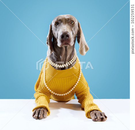 Beautiful eyes of Weimaraner dog, with brown shiny fur in yellow clothes and necklace posing on blue background. Pet looks happy and healthy Beautiful eyes of Weimaraner dog, with brown shiny fur in yellow clothes and necklace posing on blue background. Pet looks happy and healthy 102259531