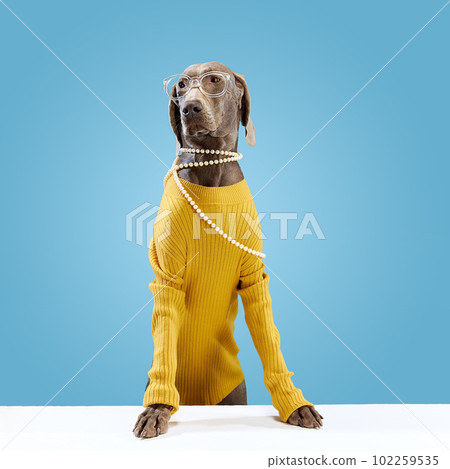 Cute pet, dog Weimaraner with brown shine fur wearing eyeglasses and necklace posing over blue background. Best fluffy friend Cute pet, dog Weimaraner with brown shine fur wearing eyeglasses and necklace posing over blue background. Best fluffy friend 102259535