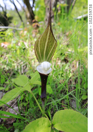 Yukimochisou (Yukimochisou) 102259738