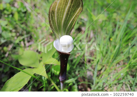 Yukimochisou (Yukimochisou) Yukimochisou (Yukimochisou) 102259740