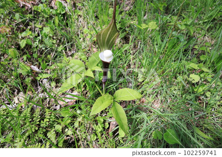 Yukimochisou (Yukimochisou) Yukimochisou (Yukimochisou) 102259741