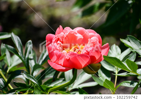 Peony root 102259742