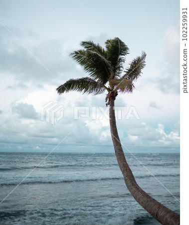 Curved Palm Tree on Hawaii	 102259931