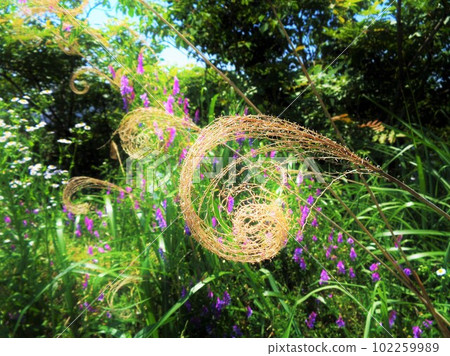 一圈又一圈的蒲葦和奈育草藤 102259989