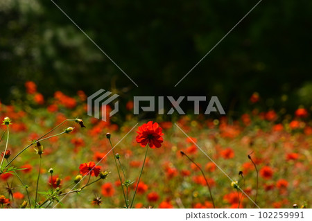 Red cosmos 102259991