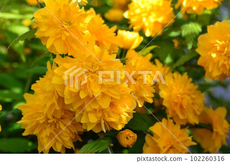 Yaeyama bunki (Yaeyama Yuki) 102260316