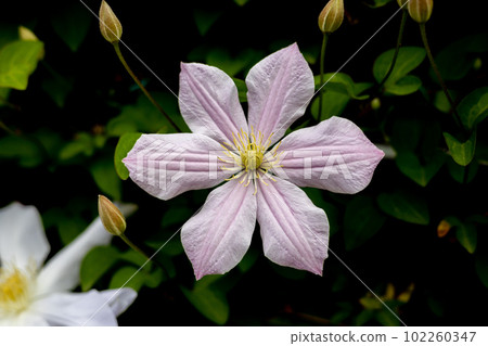 Flowers of Jackmany clematis "Sakura Fubuki" 102260347