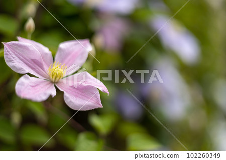 傑克曼鐵線蓮“櫻花吹雪”的花 傑克曼鐵線蓮“櫻花吹雪”的花 102260349