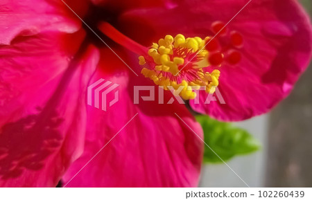 Beautiful close up of pink flower (Pink allamanda or Allamanda blanchetii A.DC, or Apocynaceae) with drops of fresh dew in the morning Beautiful close up of pink flower (Pink allamanda or Allamanda blanchetii A.DC, or Apocynaceae) with drops of fresh dew in the morning 102260439