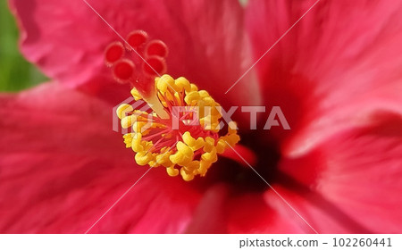 Beautiful close up of pink flower (Pink allamanda or Allamanda blanchetii A.DC, or Apocynaceae) with drops of fresh dew in the morning 102260441