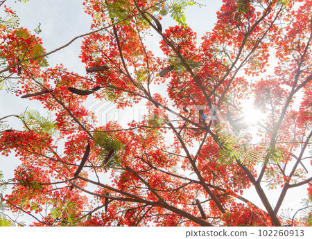 Sunny view of the flame tree blossom 102260913