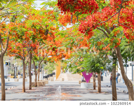 Sunny view of the flame tree blossom Sunny view of the flame tree blossom 102260914