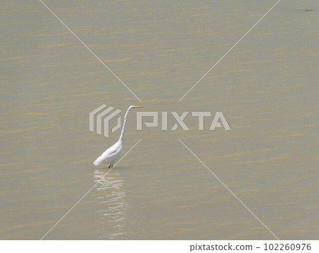 Close up shot of Great Egret 102260976