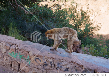 Macaque monkey walking on wall near Ouzoud waterfalls in Morocco 102261311