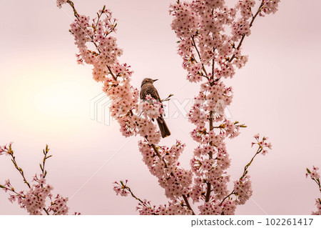 Cherry blossoms and herring-spring light- Cherry blossoms and herring-spring light- 102261417