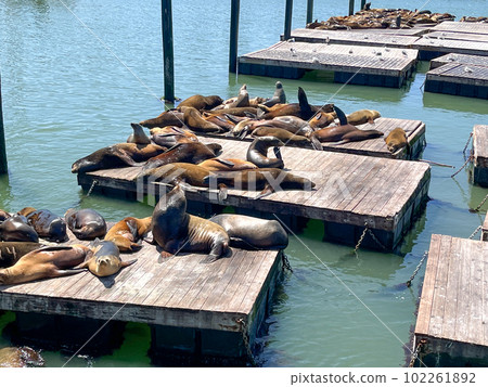 Fisherman's Wharf Sea Lion 102261892