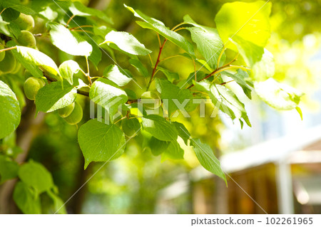 green ume tree 102261965
