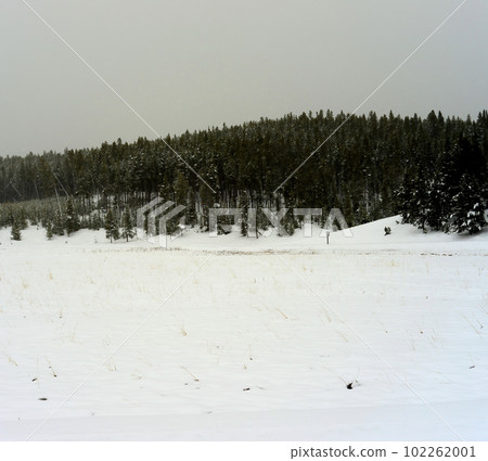 Yellowstone Winter Snow Yellowstone Winter Snow 102262001