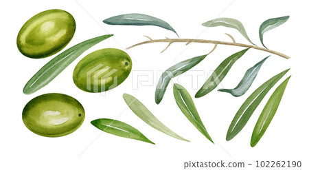 watercolor part of olive branch, green fruit of olive with leaves, hand drawn illustration of olive isolated on white background 102262190