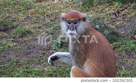 The patas monkey (Erythrocebus patas), also known as the wadi monkey or hussar monkey 102262301
