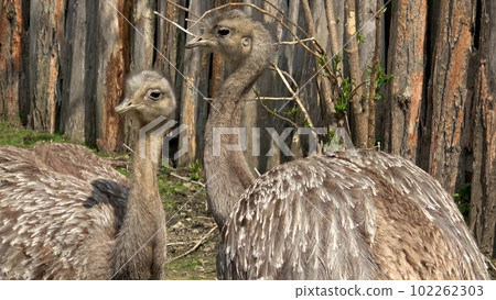 Two adults of Darwin's rhea (Rhea pennata), also known as the lesser rhea. Two adults of Darwin's rhea (Rhea pennata), also known as the lesser rhea. 102262303