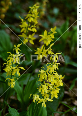 Flowers of Chiesen Flowers of Chiesen 102262320