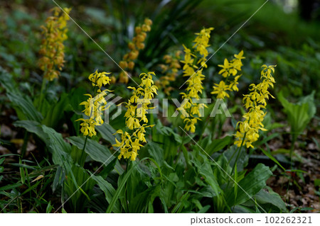 Flowers of Chiesen Flowers of Chiesen 102262321