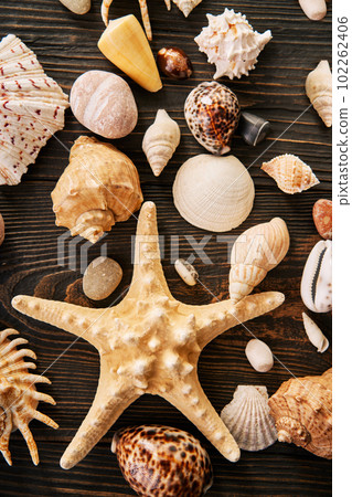 Seashells and starfish collection on dark wooden background, flat lay, top view Seashells and starfish collection on dark wooden background, flat lay, top view 102262406