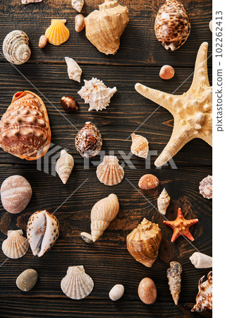 Set of different Seashells and starfish on dark wooden background, flat lay, top view Set of different Seashells and starfish on dark wooden background, flat lay, top view 102262413