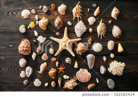 Seashells and starfish collection on dark wooden background, flat lay, top view Seashells and starfish collection on dark wooden background, flat lay, top view 102262414