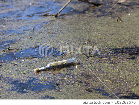 Empty glass bottle in muddy water in the forest. Environmental disaster. Garbage in nature. Horizontally. 102262576