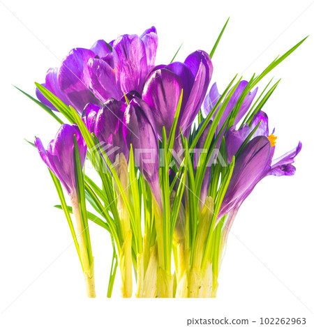 Flowers bouquet of purple crocuses Flowers bouquet of purple crocuses 102262963