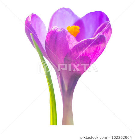 Flower purple crocus 102262964