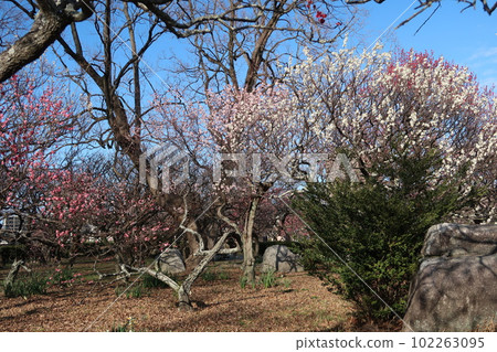 福岡春天舞鶴公園 福岡春天舞鶴公園 102263095