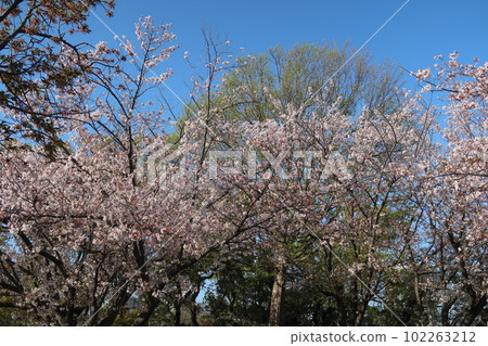 Spring Maizuru Park in Fukuoka 102263212