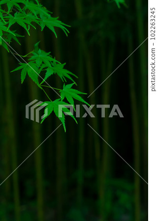 Blue maple and bamboo forest Japanese style image Blue maple and bamboo forest Japanese style image 102263245