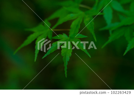 藍楓/日式形象 102263429