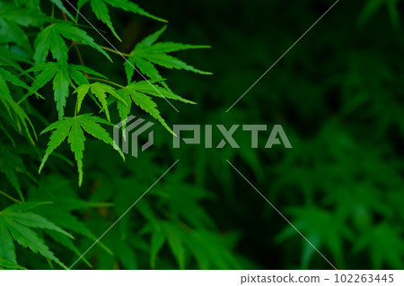 藍楓/日式形象 藍楓/日式形象 102263445