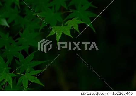 Blue maple / Japanese style image Blue maple / Japanese style image 102263449
